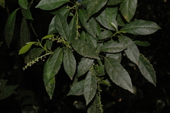 Cleidion javanicum
